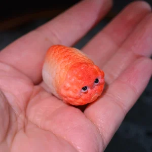 Ranchu Goldfish Miniature Antler Carving — product view 1